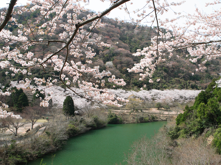 【お花見情報】この春訪れたい淡路島 桜の名所