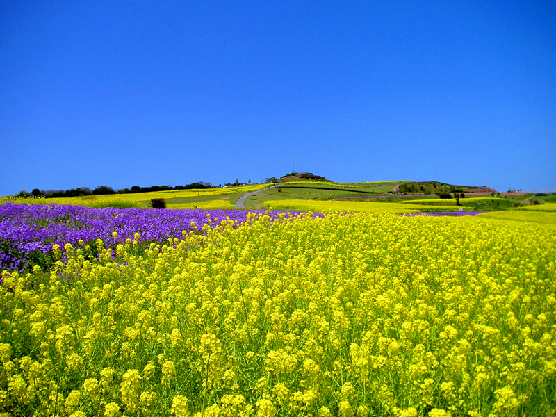 黄色い大パノラマ あわじ花さじきで「早春菜の花まつり」開催中！