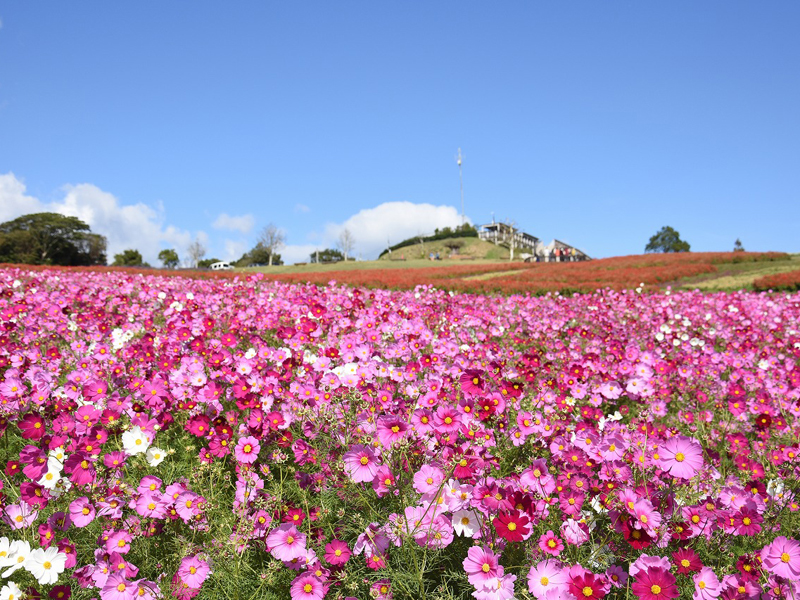 花と緑あふれる秋の淡路島「淡路花祭 2023秋」開催！