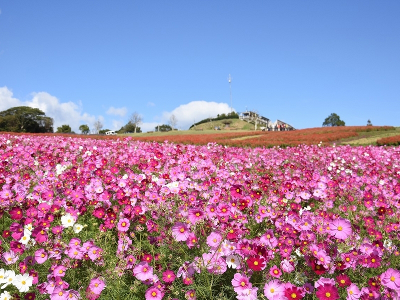 花と緑あふれる秋の淡路島「淡路花祭 2024秋」開催！